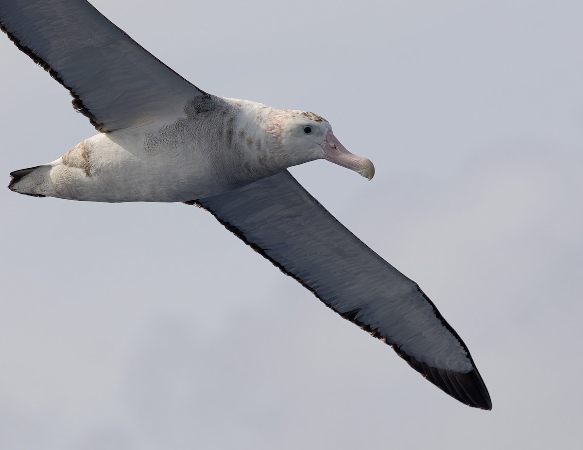 Antipodenalbatros - ML626631719