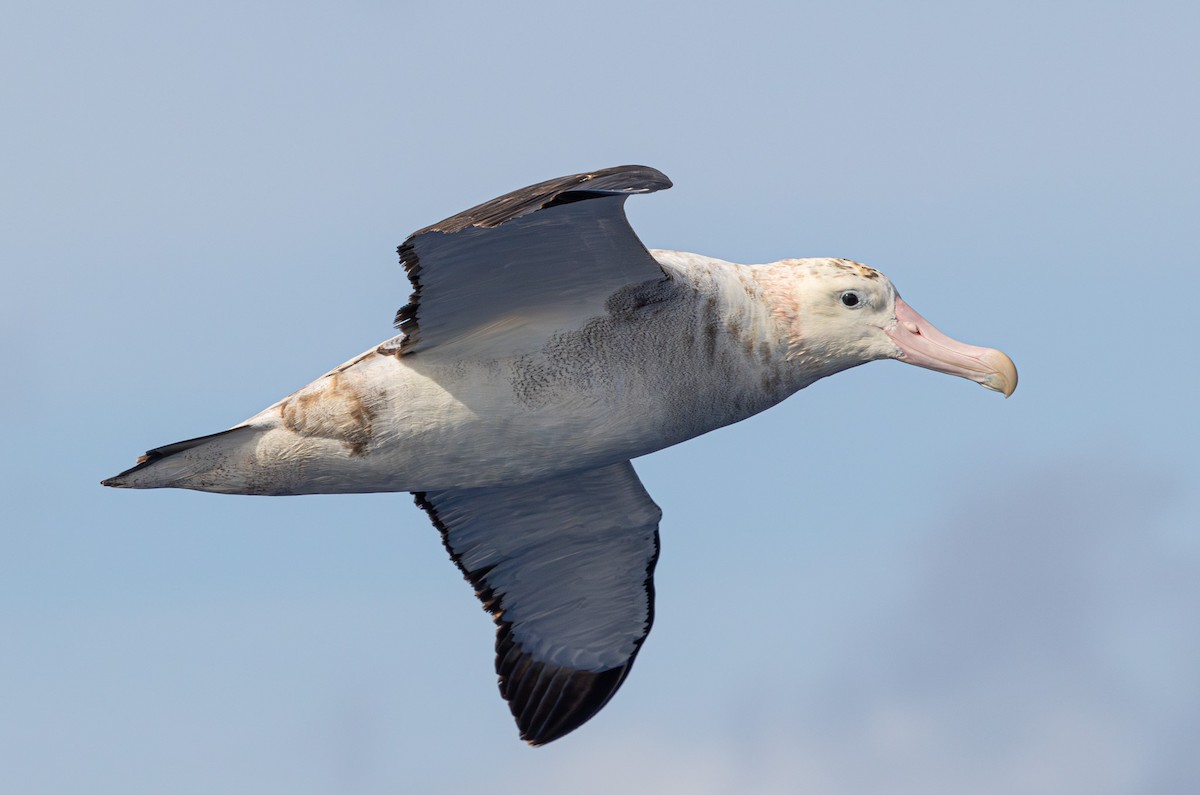 Antipodenalbatros - ML626631720