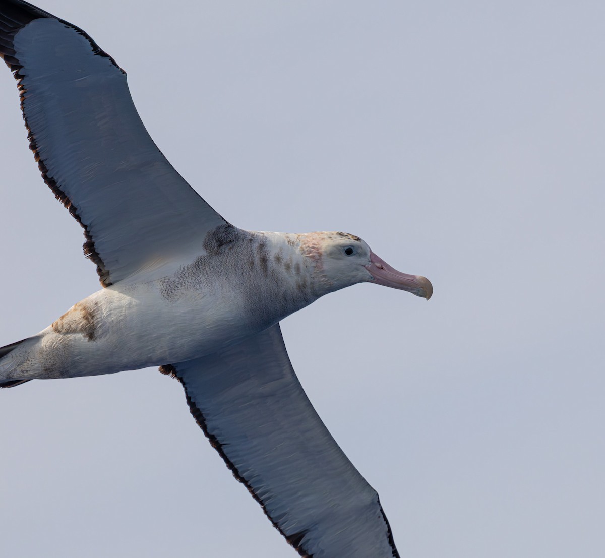 Antipodenalbatros - ML626631721