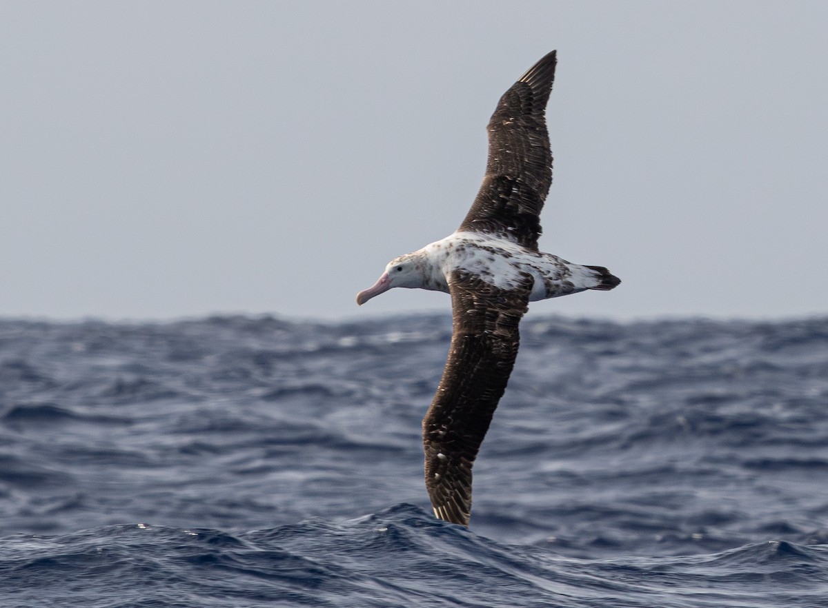 Antipodenalbatros - ML626631724