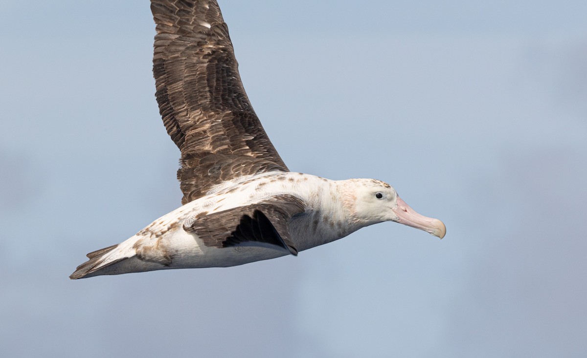 Antipodenalbatros - ML626631725