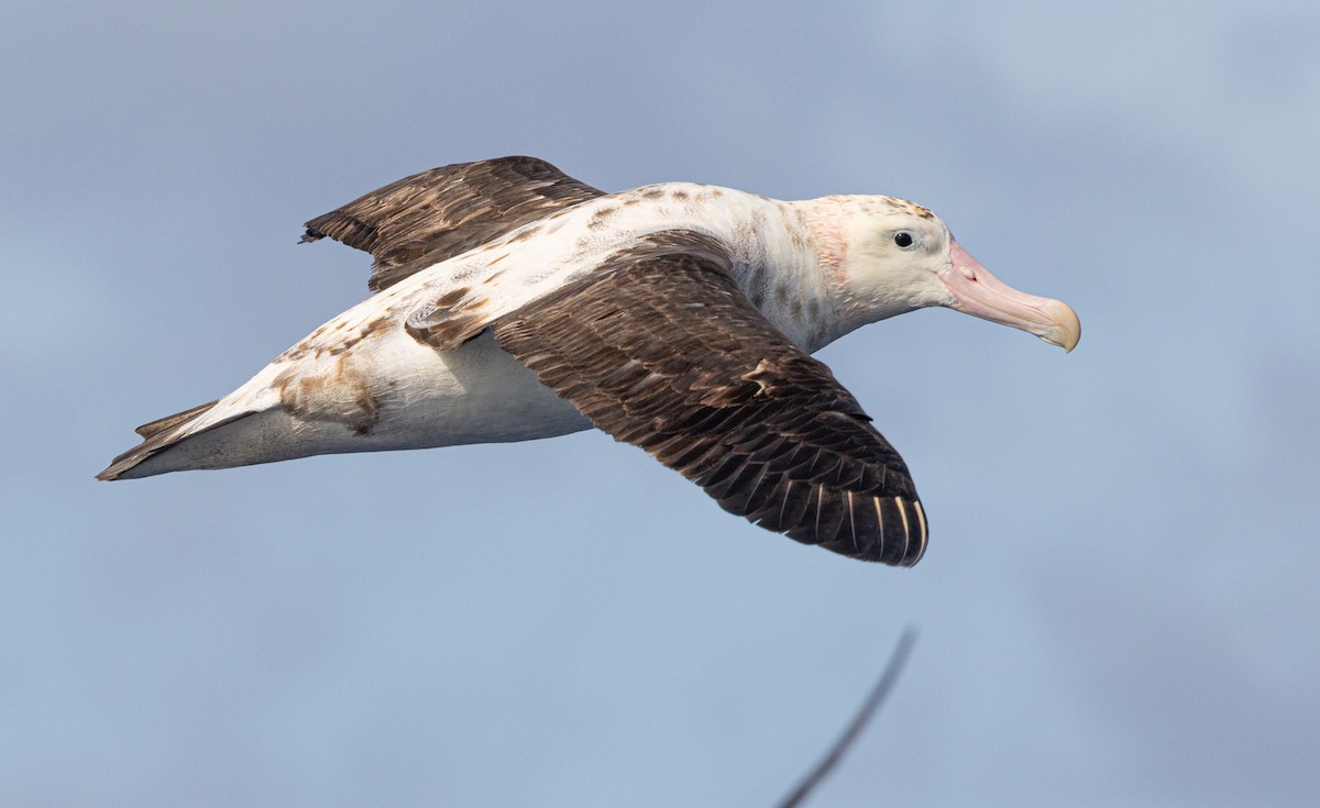 Antipodenalbatros - ML626631726