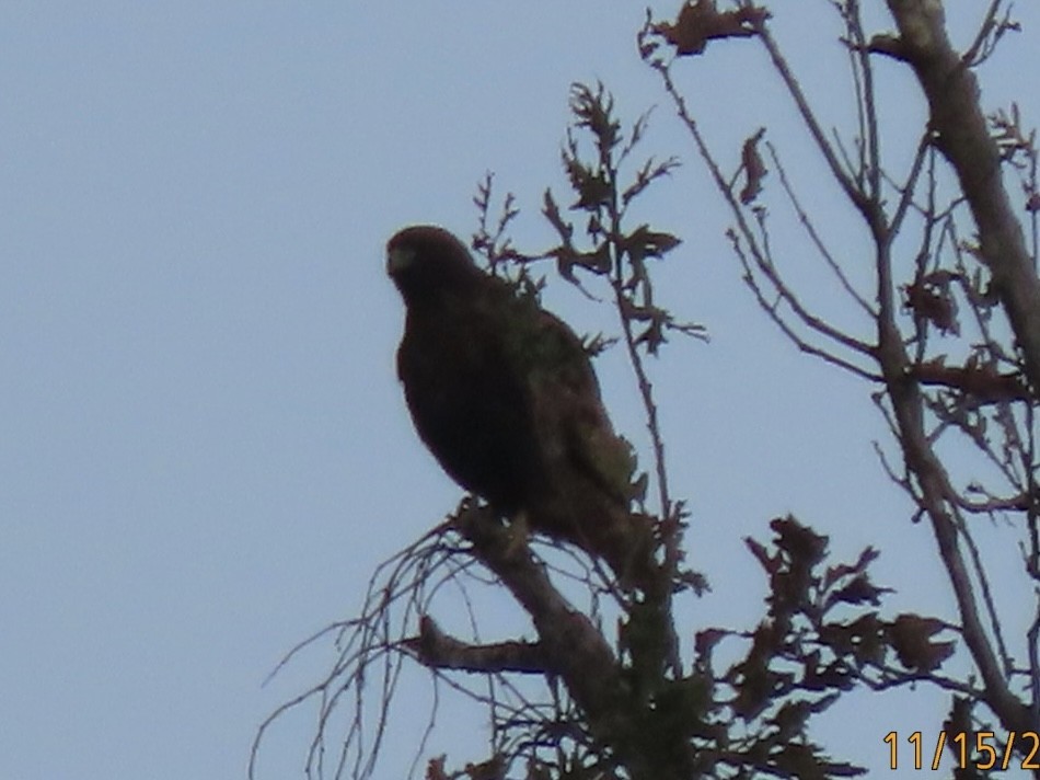 Rotschwanzbussard (calurus/alascensis) - ML626631728