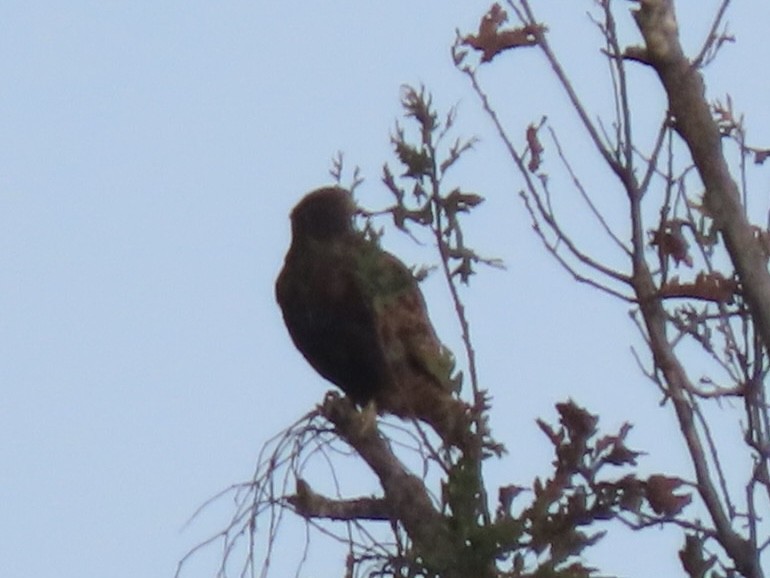 Rotschwanzbussard (calurus/alascensis) - ML626631729