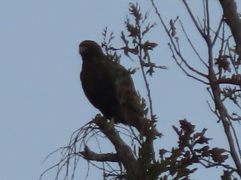 Rotschwanzbussard (calurus/alascensis) - ML626631730