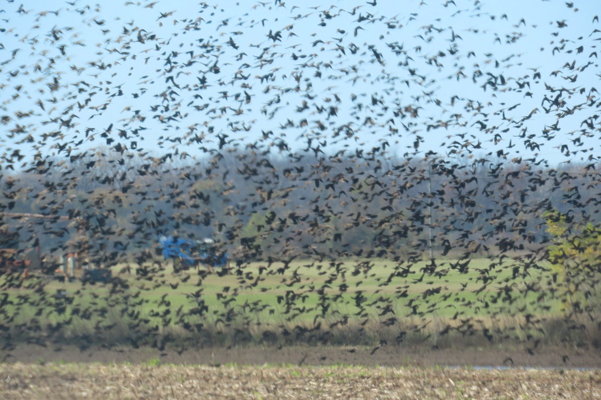 blackbird sp. - ML626631735