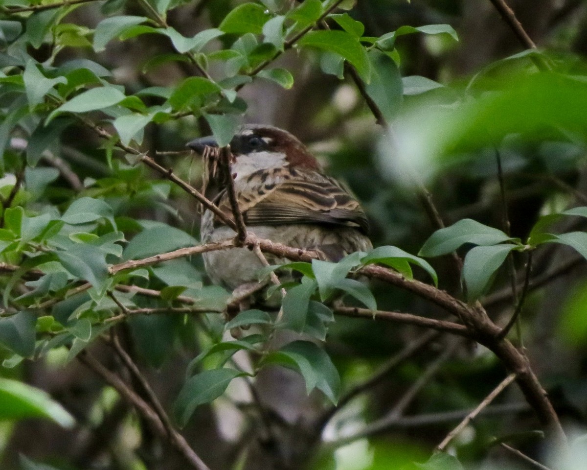 House Sparrow - ML626631742