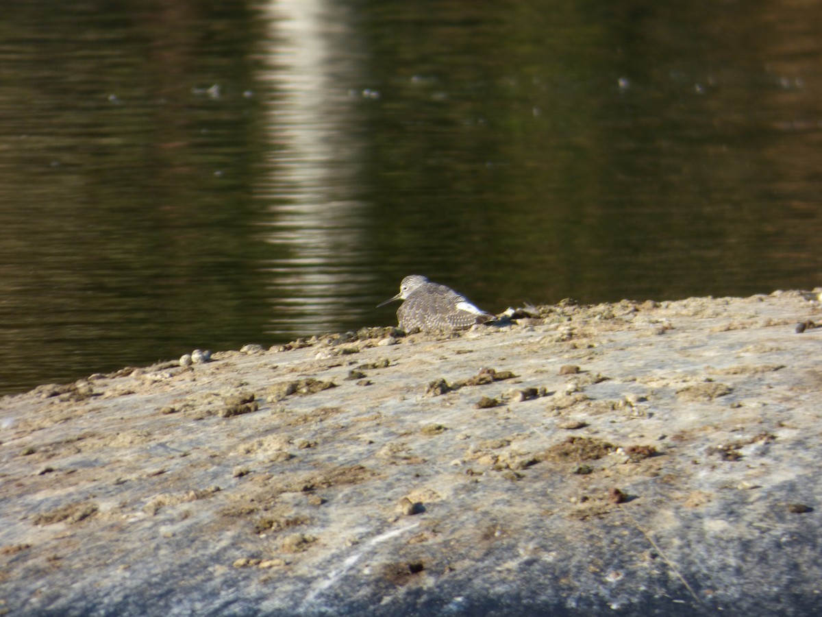 Lesser/Greater Yellowlegs - ML626631783