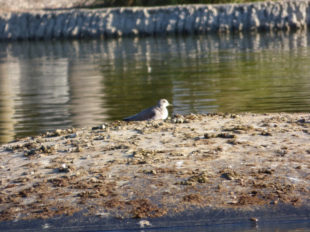 Lesser/Greater Yellowlegs - ML626631784