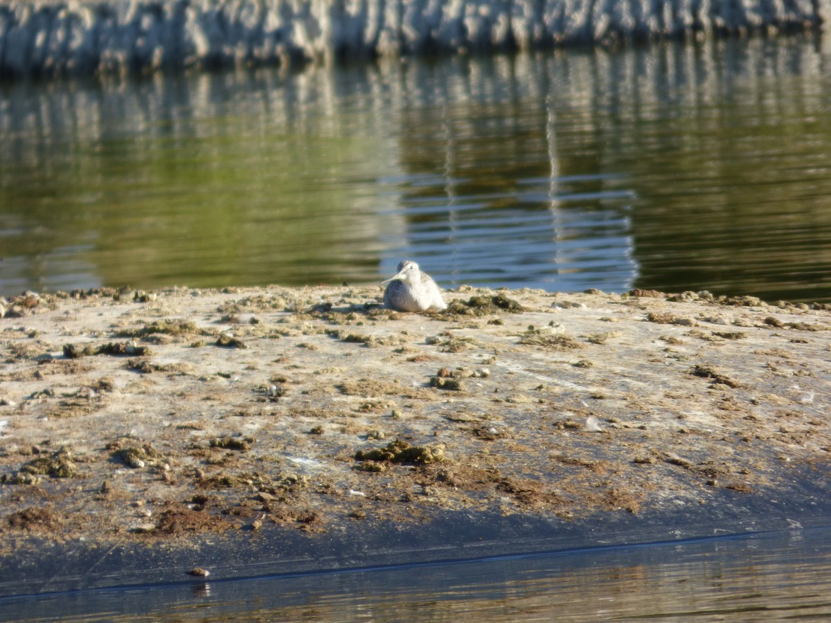 Lesser/Greater Yellowlegs - ML626631785