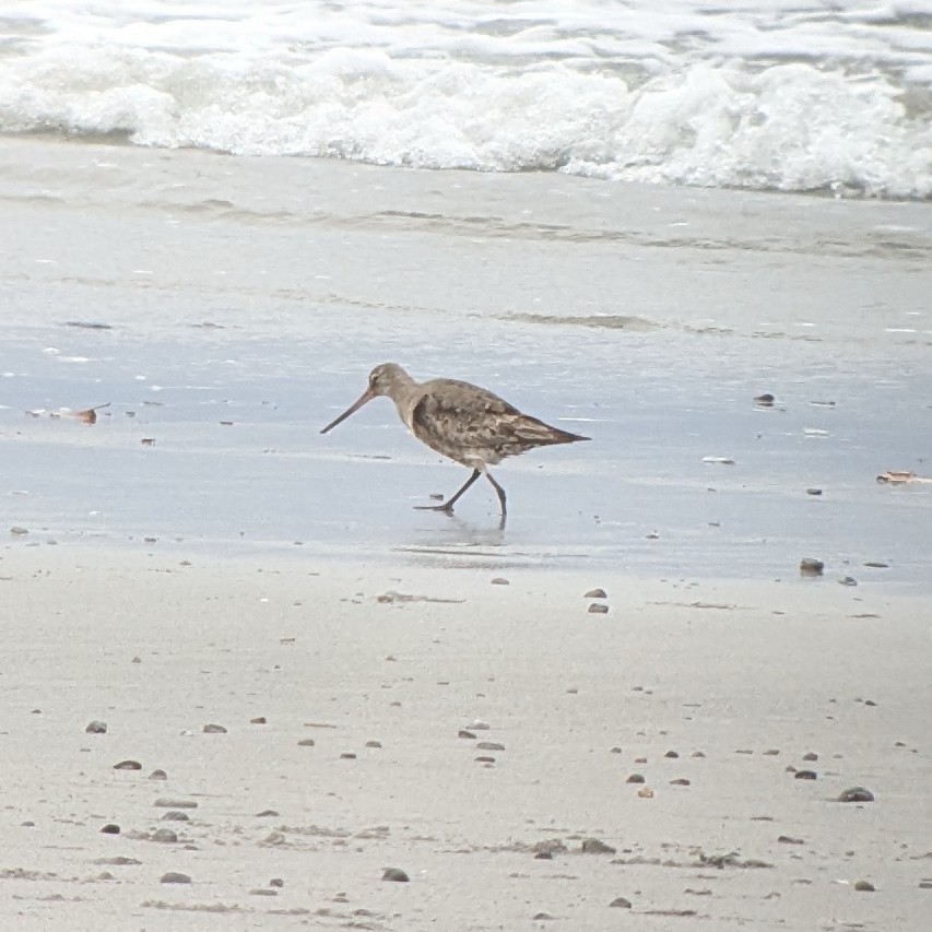 Hudsonian Godwit - ML626631816