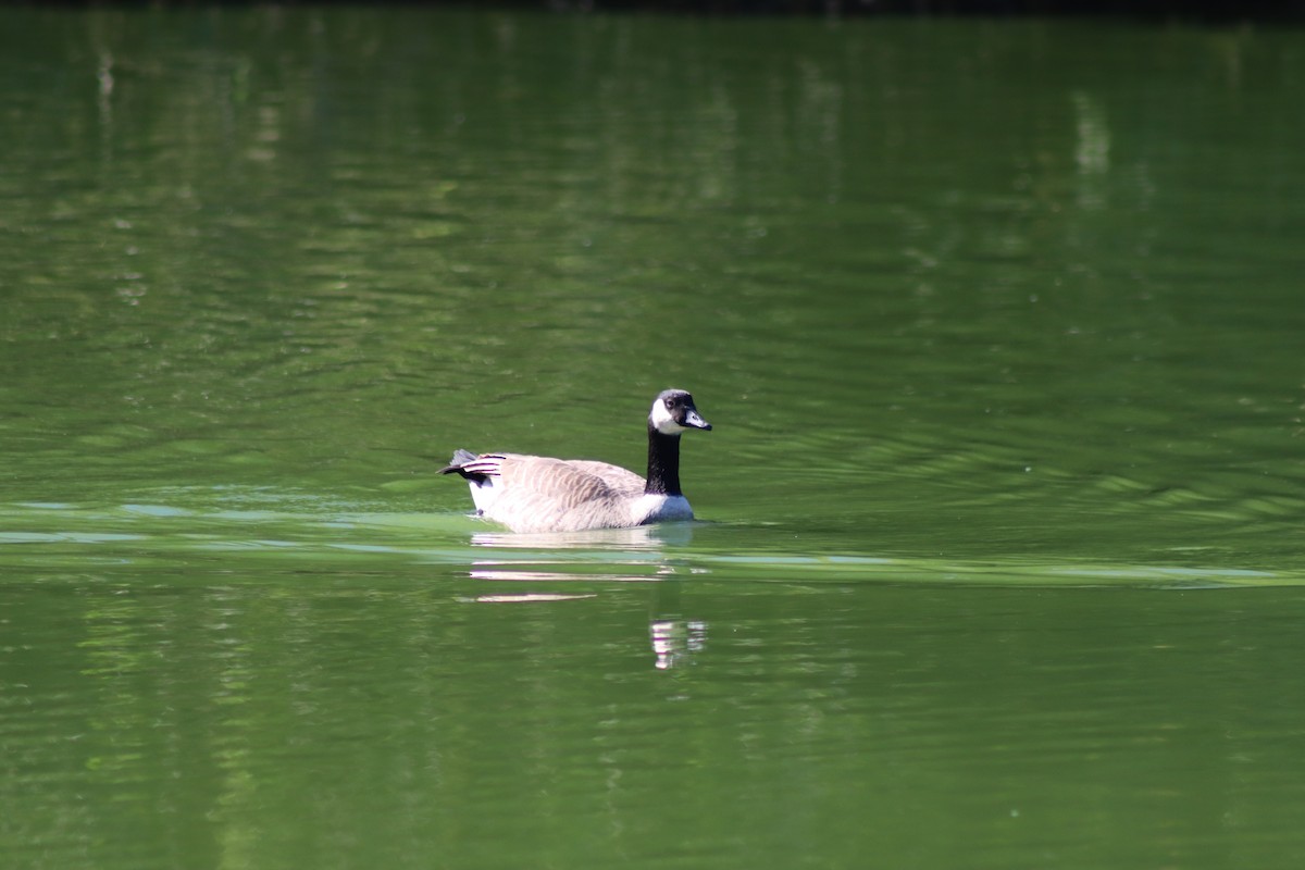 Canada Goose - ML626631933