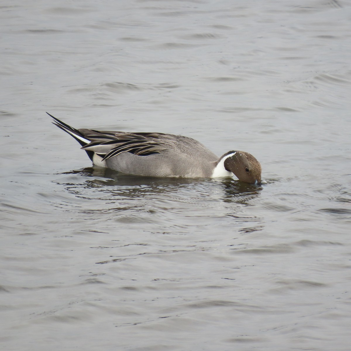 Northern Pintail - ML626631934