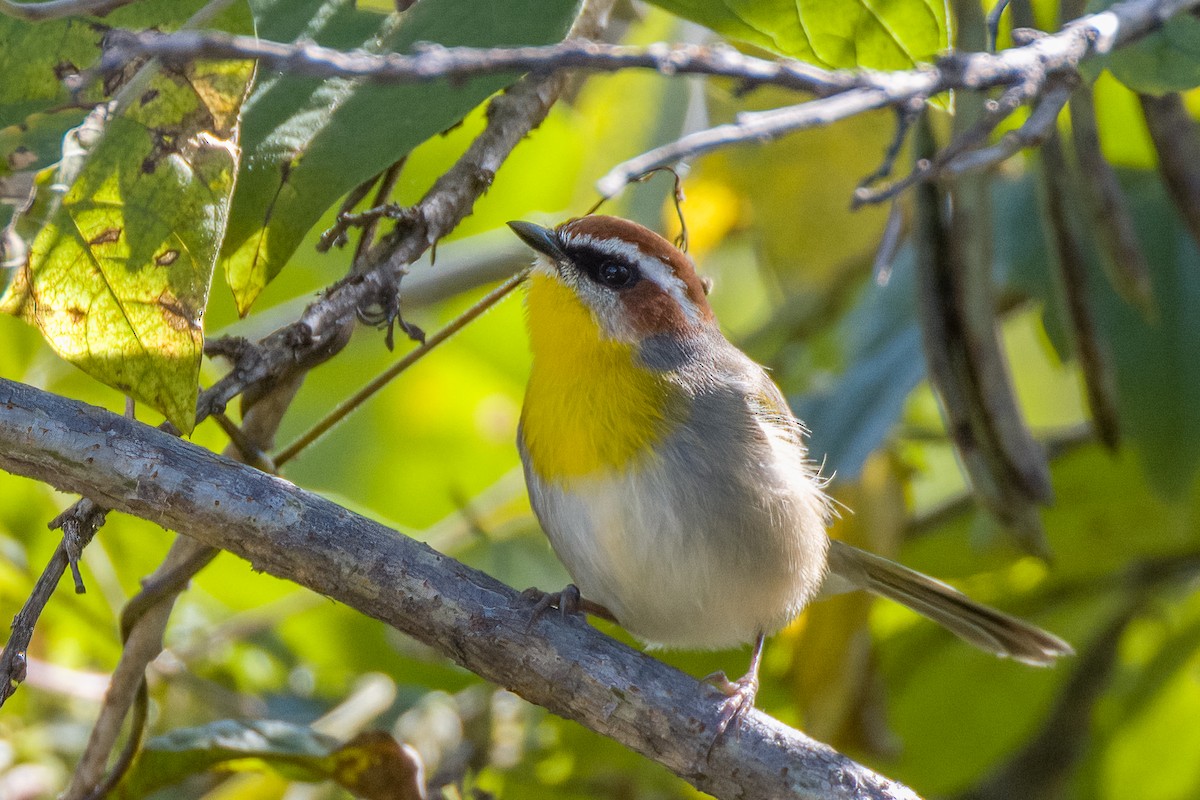 Rufous-capped Warbler (rufifrons Group) - ML626631936