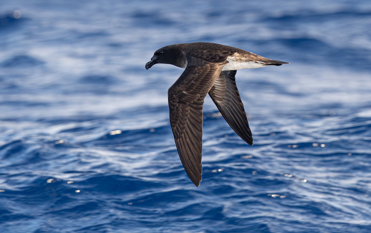 Tahiti Petrel - ML626631937