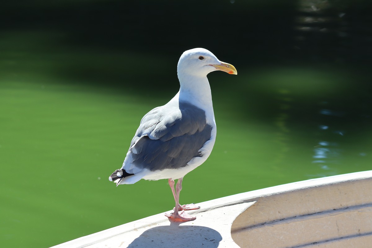 Western Gull - ML626631940