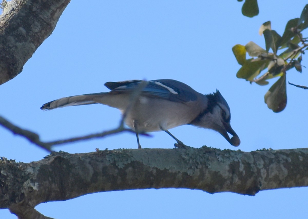 Blue Jay - ML626631941