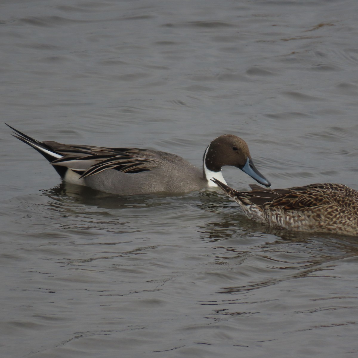 Northern Pintail - ML626631944