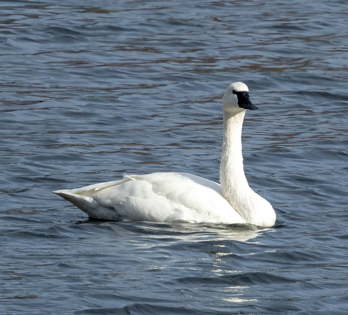 Tundra Swan - ML626631946