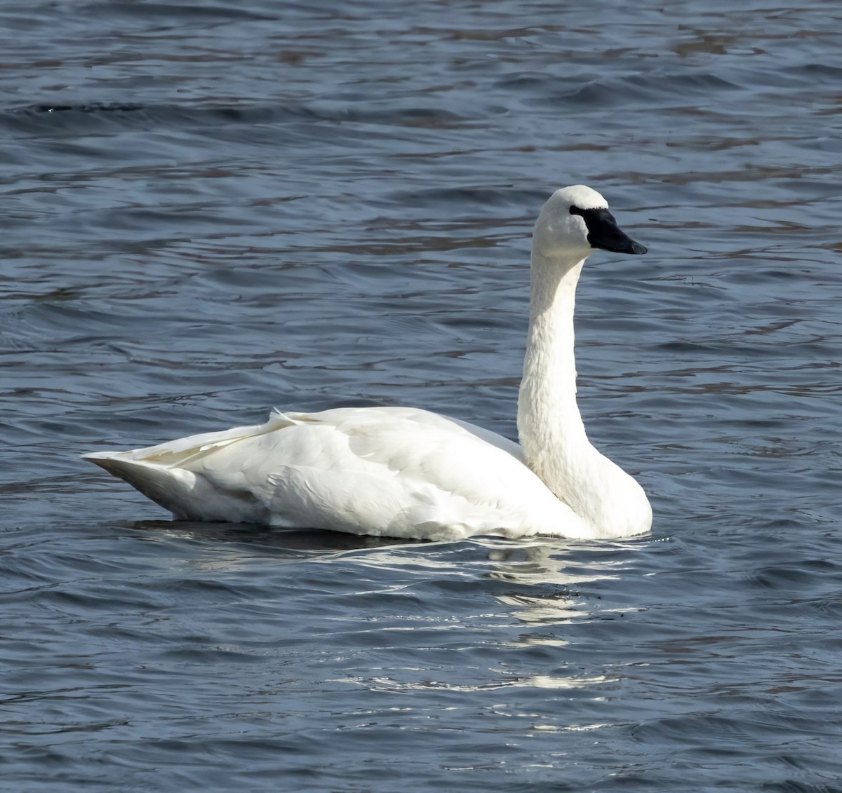 Tundra Swan - ML626631947