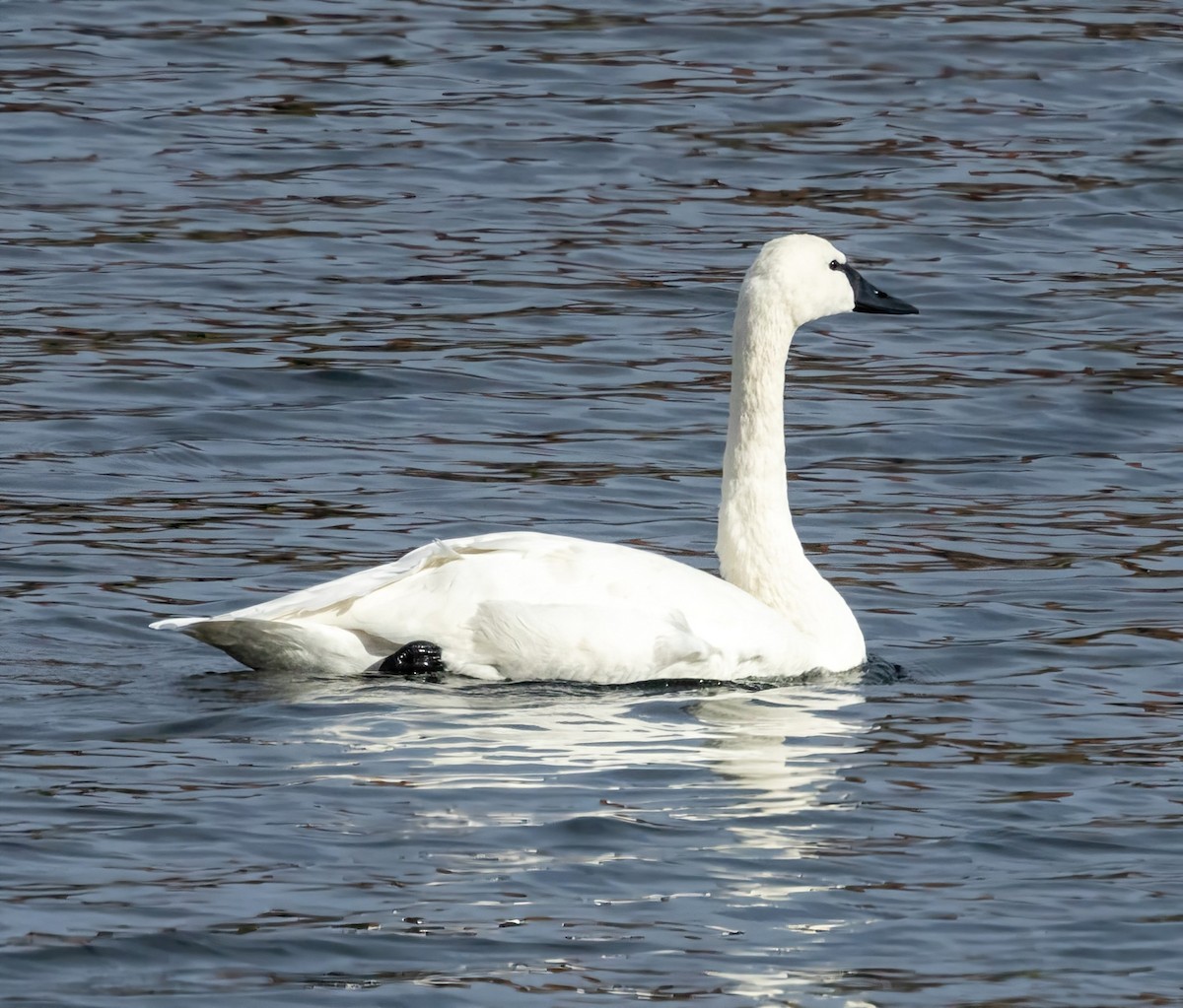 Tundra Swan - ML626631949