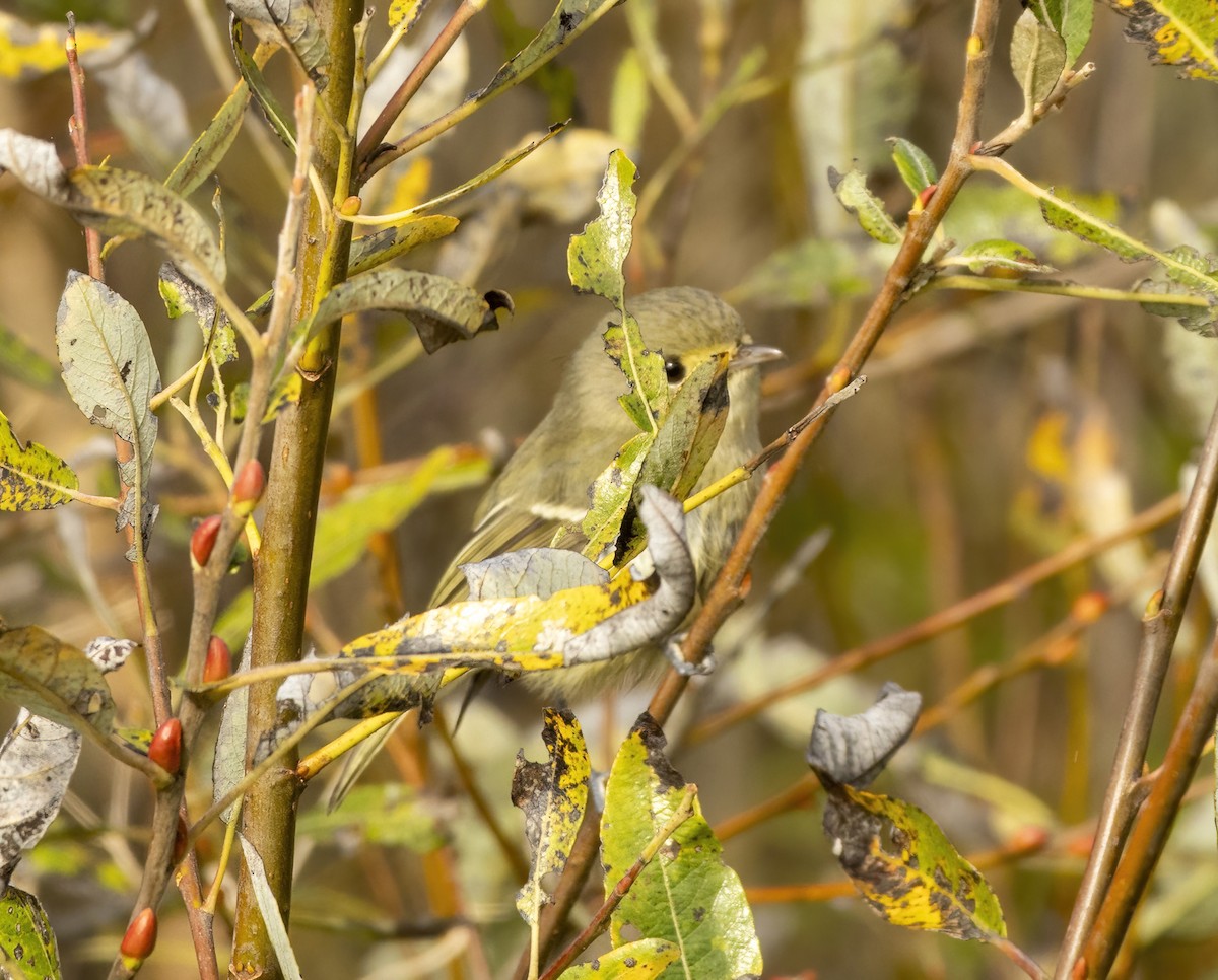 Hutton's Vireo - ML626631951