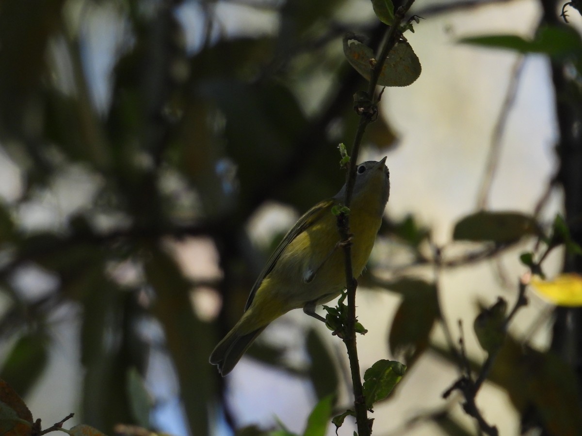 Nashville Warbler - ML626631952