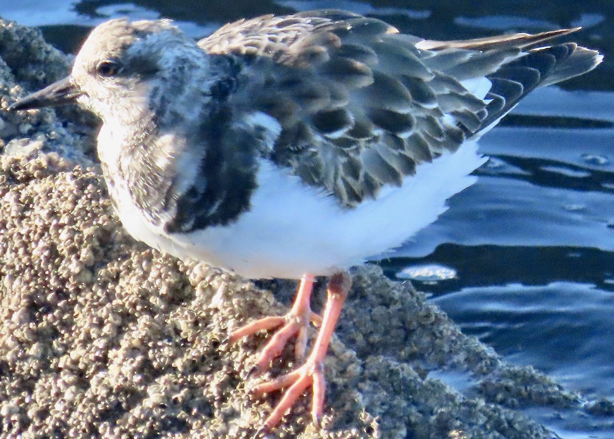 Ruddy Turnstone - ML626631953