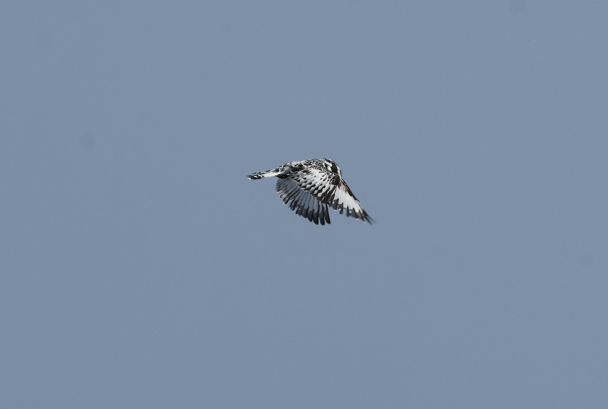 Pied Kingfisher - ML626631973