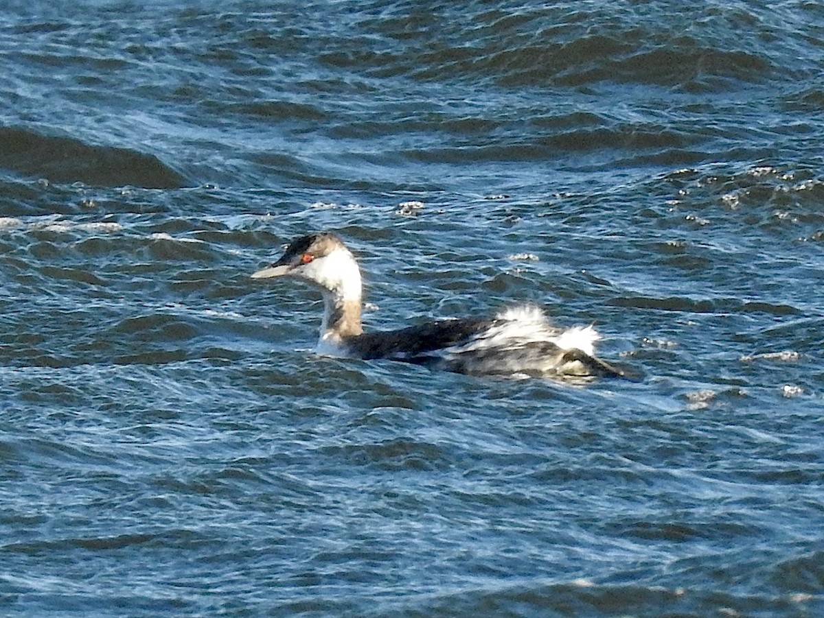 Horned Grebe - ML626631975