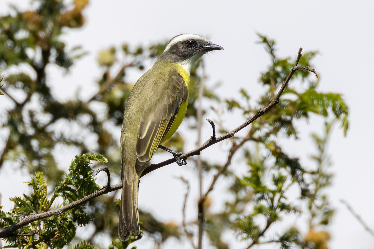 Social Flycatcher - ML626631981