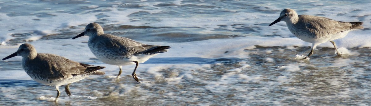 Red Knot - ML626631990