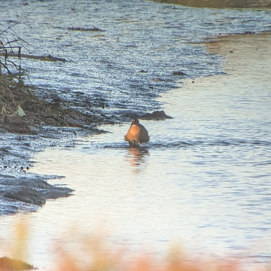 Ridgway's Rail - ML626632025