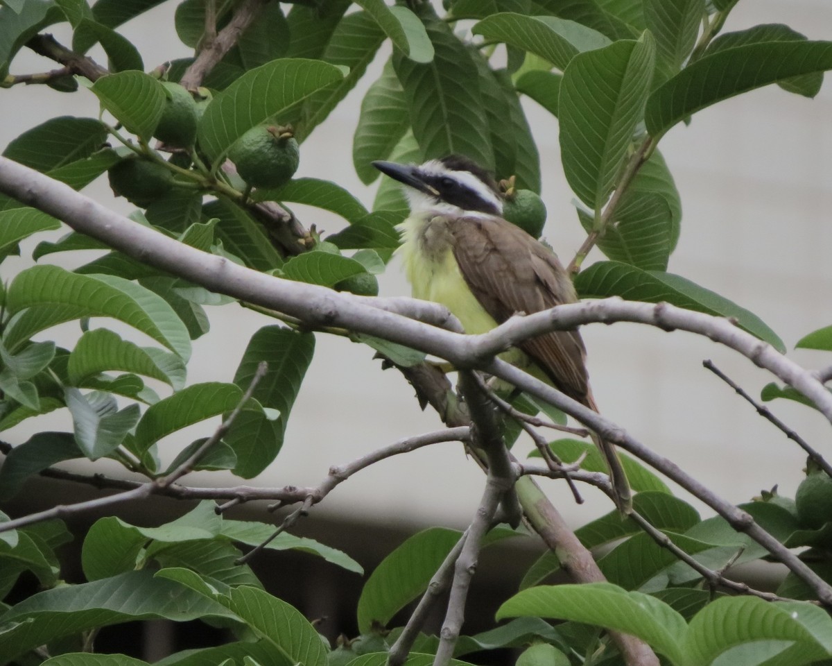 Great Kiskadee - ML626632104