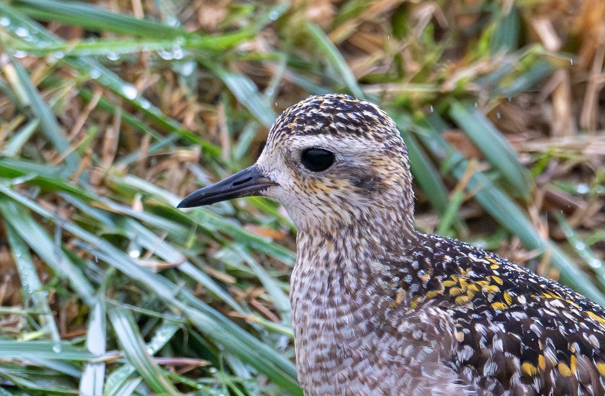 Pacific Golden-Plover - ML626632289