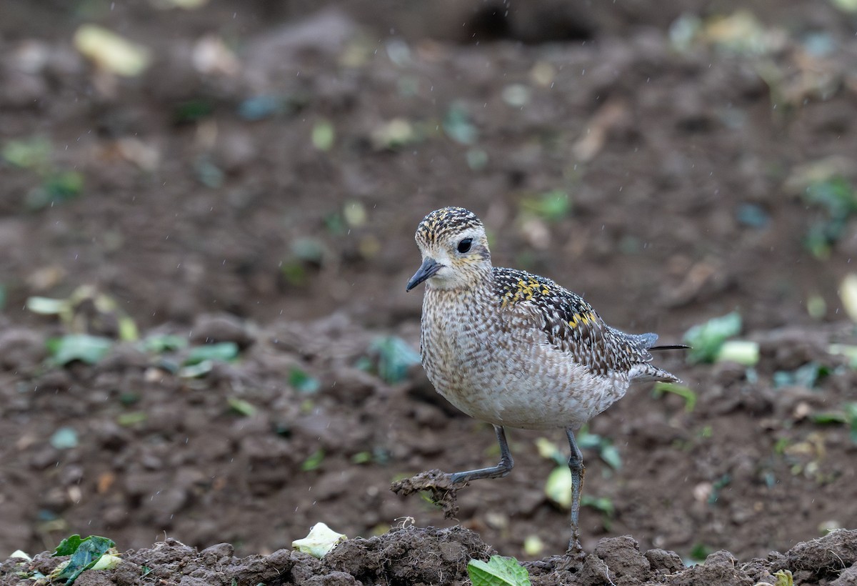 Pacific Golden-Plover - ML626632291
