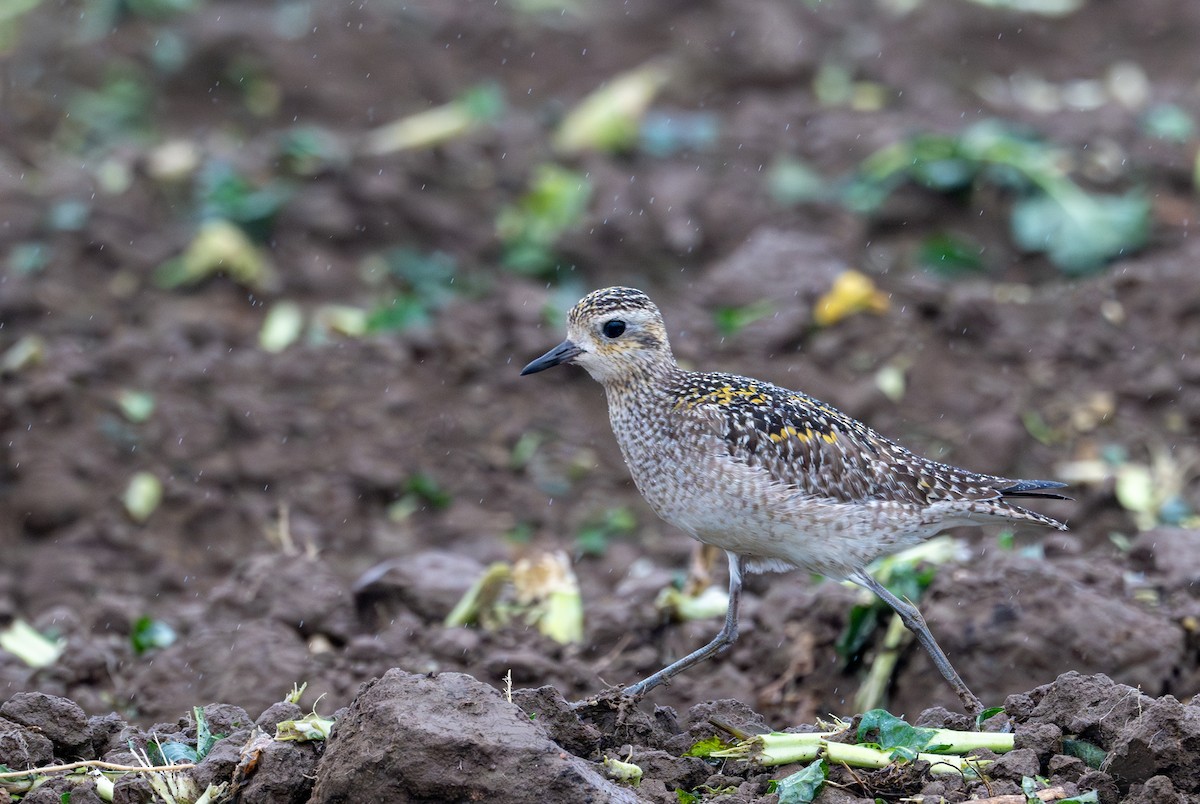 Pacific Golden-Plover - ML626632294