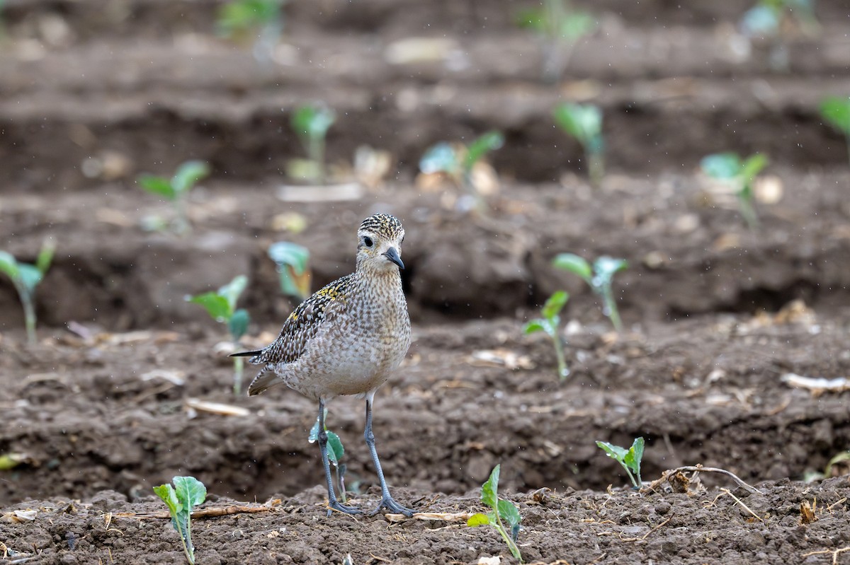 Pacific Golden-Plover - ML626632295