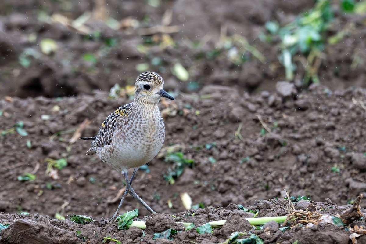 Pacific Golden-Plover - ML626632296