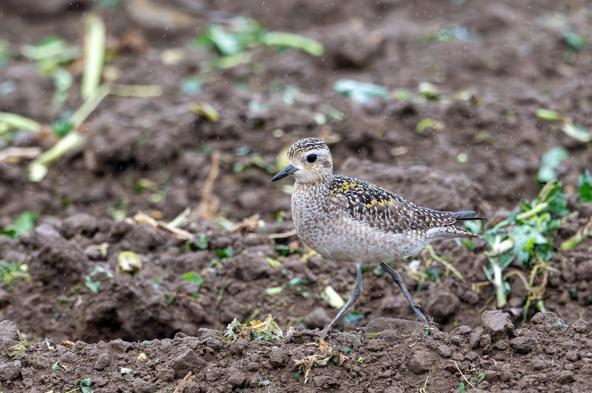 Pacific Golden-Plover - ML626632297