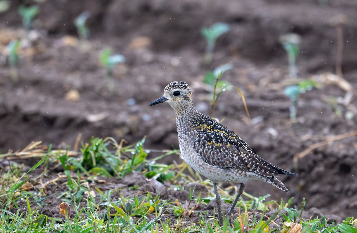 Pacific Golden-Plover - ML626632298