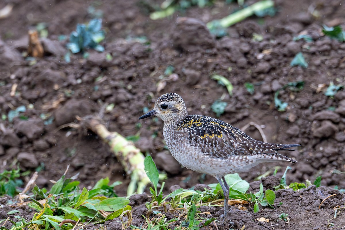 Pacific Golden-Plover - ML626632299