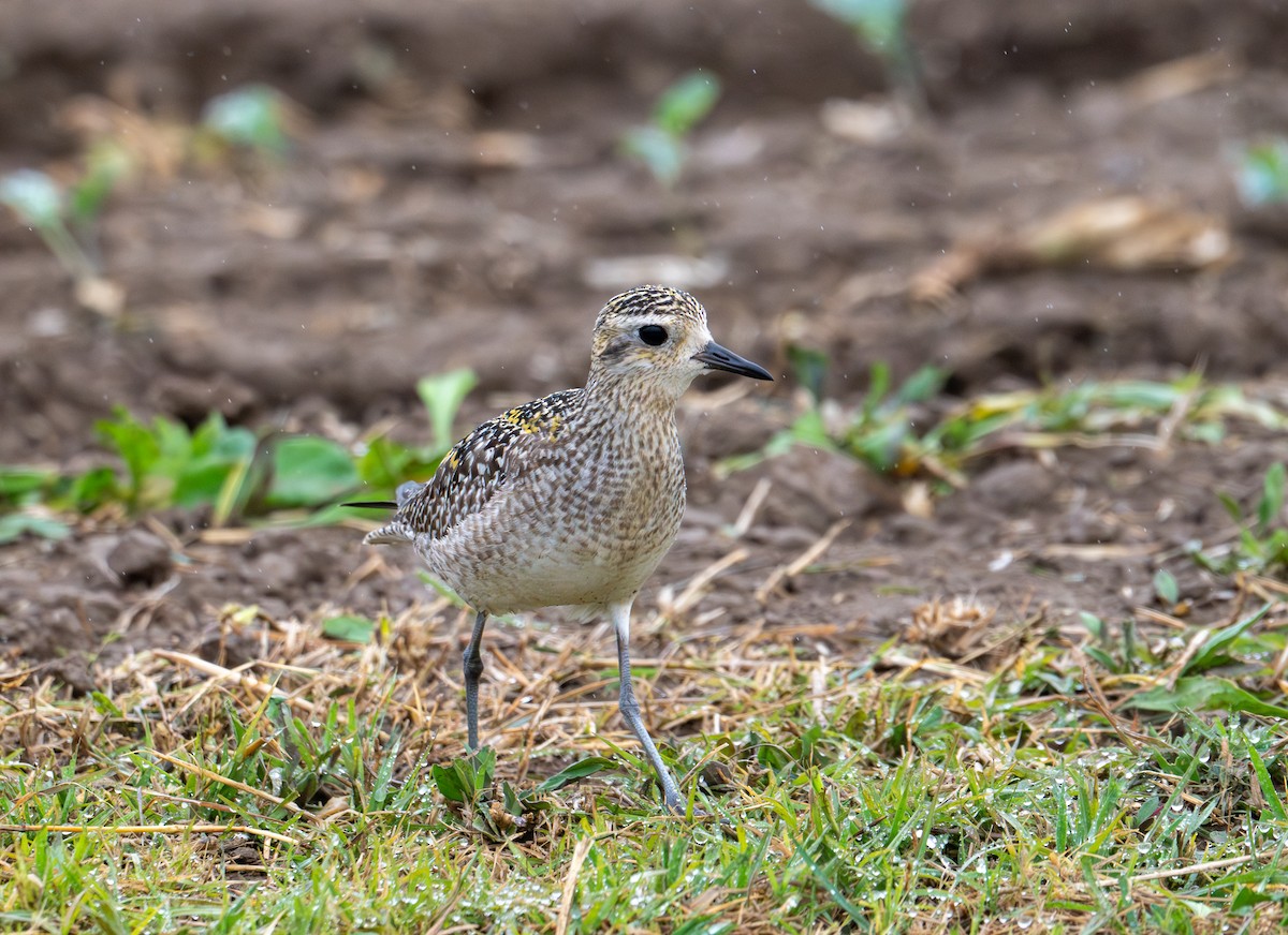 Pacific Golden-Plover - ML626632300