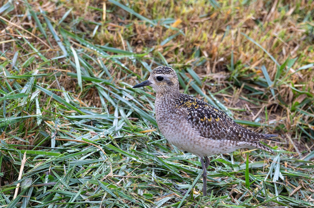 Pacific Golden-Plover - ML626632301