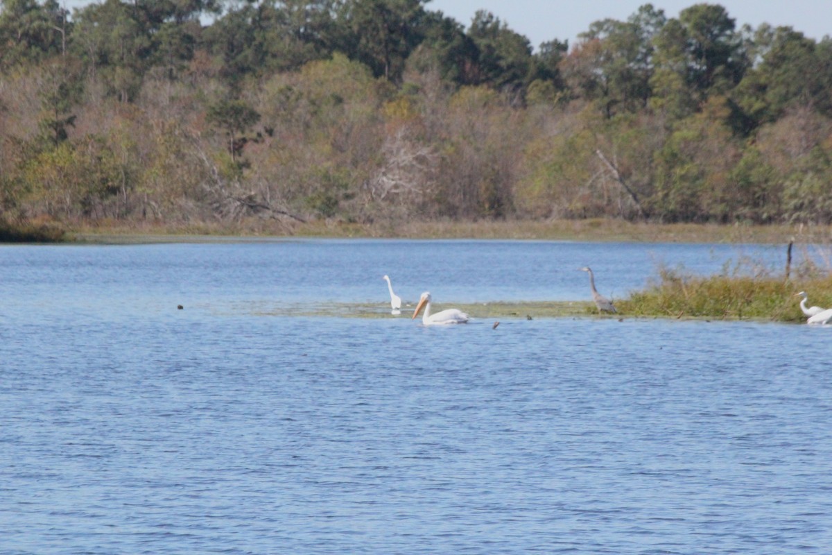 American White Pelican - ML626632373