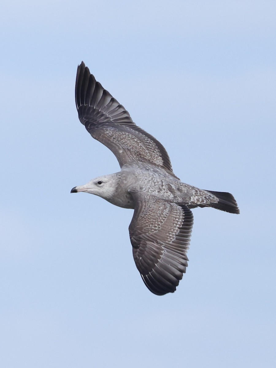 American Herring Gull - ML626632374