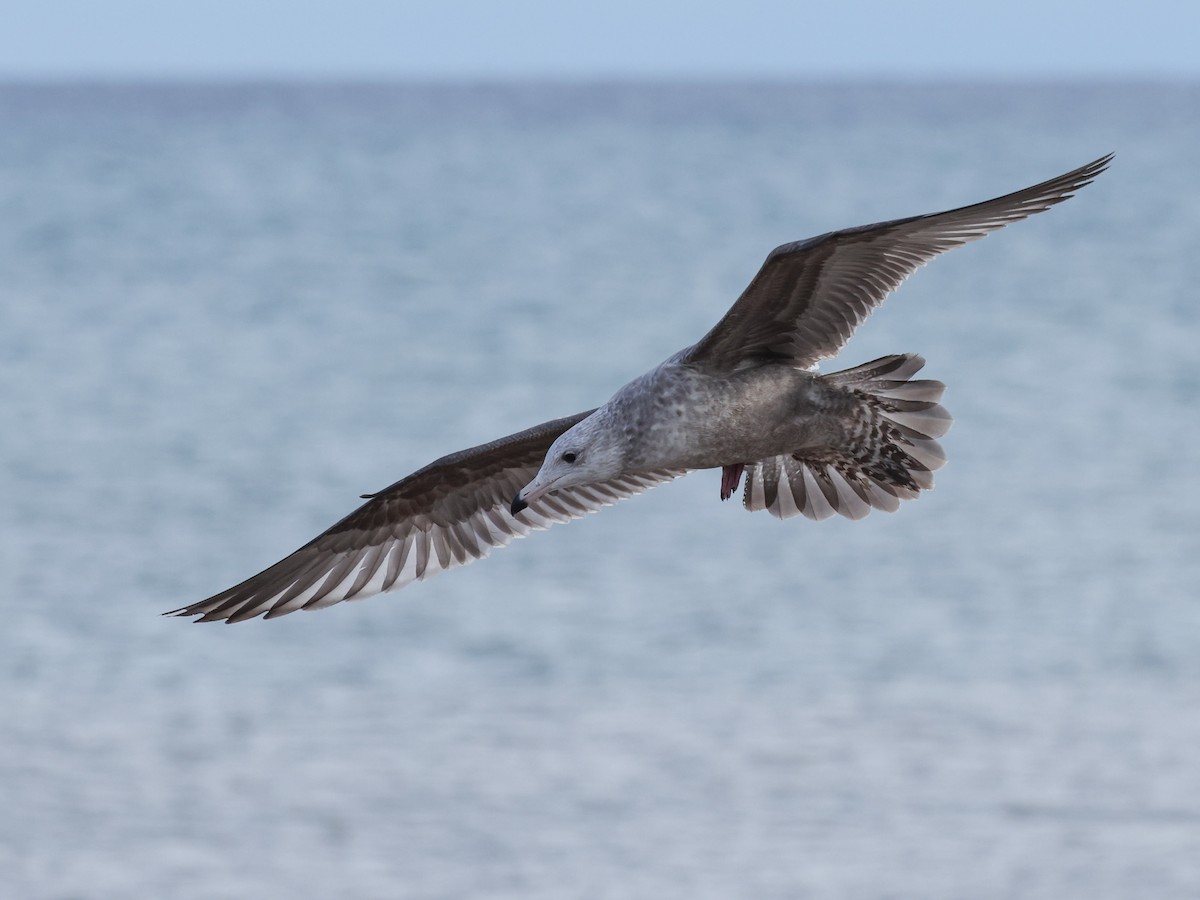 American Herring Gull - ML626632375