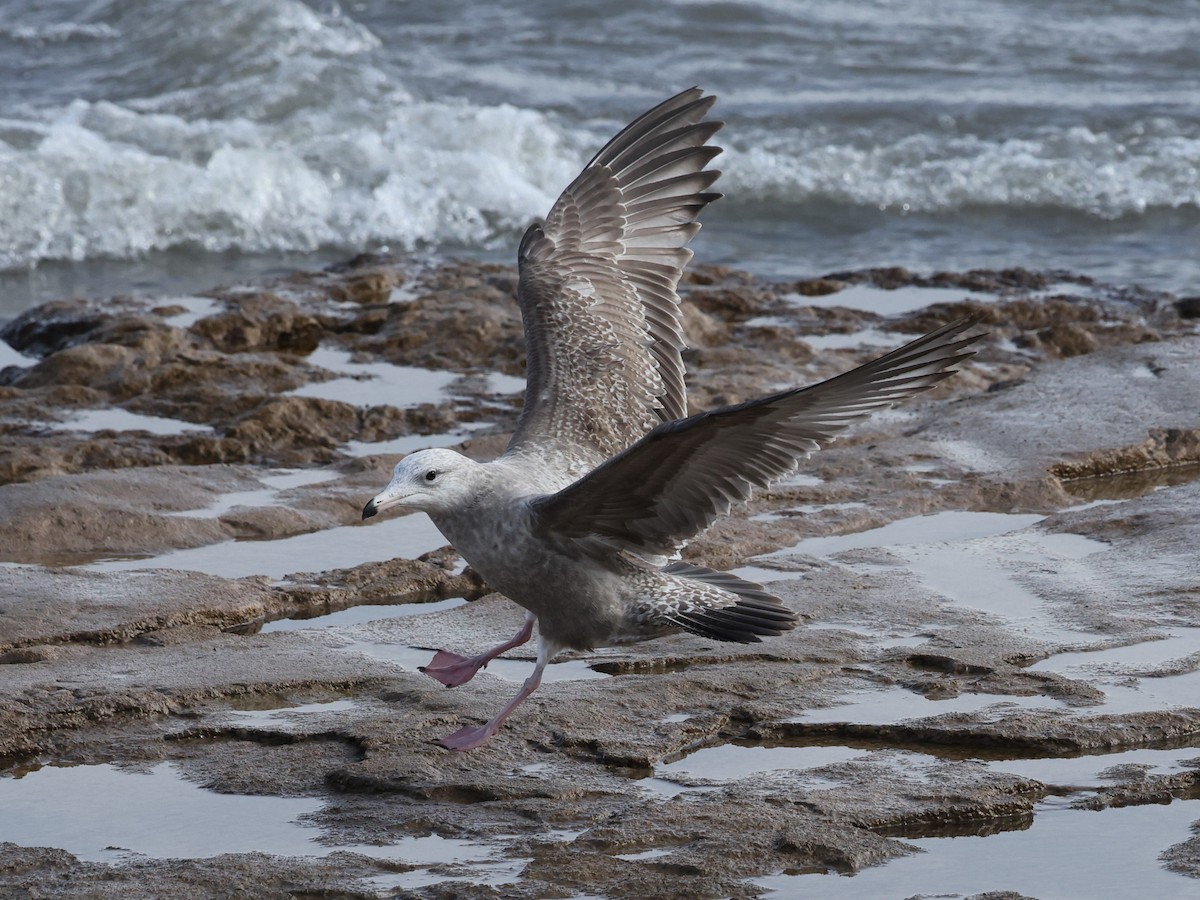 American Herring Gull - ML626632379