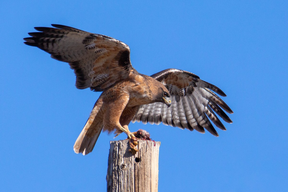 Red-tailed Hawk - ML626632381