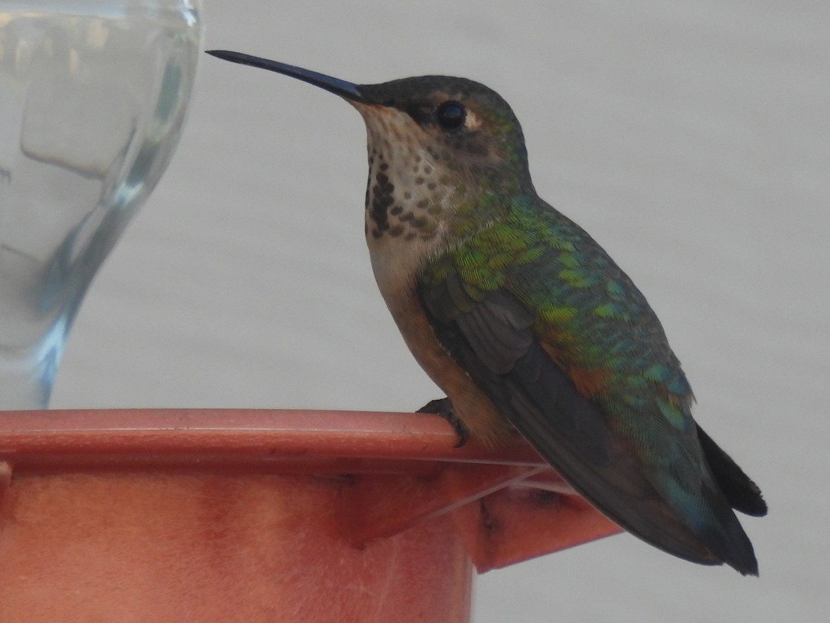 Rufous Hummingbird - ML626632383